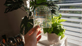 Greenhouse Suncatcher Window Decal Sticker
